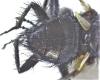 Macquartia dispar